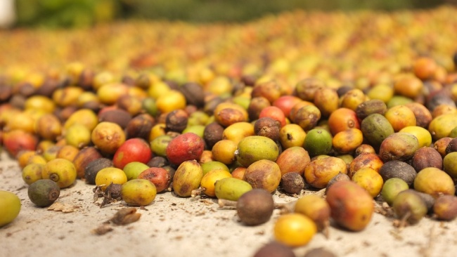 arabica robusta káva